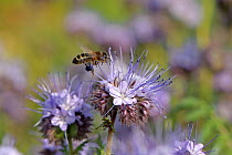 Honey bee (Apis mellifera) worker alighting on a Scorpionweed (Phacelia tancetifolia) flower in conservation margin at RSPB's Hope Farm Reserve in order to feed, Cambridgeshire, England, UK, May