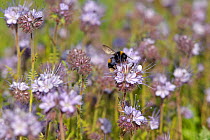 Buff-tailed bumble bee (Bombus terrestris) worker feeding on nectar from Scorpionweed (Phacelia tancetifolia) flowers in a conservation margin at RSPB's Hope Farm  Reserve, Cambridgeshire, England, UK...