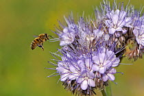 Honey bee (Apis mellifera) worker alighting on a Scorpionweed (Phacelia tancetifolia) flower in conservation margin at RSPB's Hope Farm Reserve in order to feed, Cambridgeshire, England, UK, May