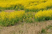 Oilseed rape (Brassica napus) sown in to cereal crop before harvesting, now growing through stubble, providing habitat beneficial for wildlife, RSPB Hope Farm reserve, Cambridgeshire, England, UK, May