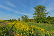 Oilseed rape in flower along field edge, with mature hedgerow, RSPB Hope Farm reserve, Cambridgeshire, England, UK, May