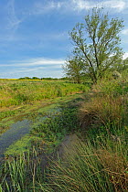 Pond at the edge of a field, RSPB Hope Farm reserve, Cambridgeshire, England, UK, May