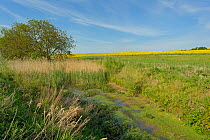 Pond at the edge of a field, with Oilseed rape (Brassica napus) in the distance, RSPB Hope Farm reserve, Cambridgeshire, England, UK, May