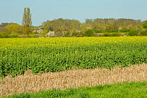 Landscape view of RSPB's Hope Farm reserve showing Oilseed rape (Brassica napus) crop growing with winter stubble in the foreground and  Blackthorn (Prunus spinosa) hedgerow in blossom in the backgrou...