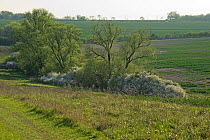 Mature hedgerow with Blackthorn (Prunus spinosa) in flower, Hope Farm RSPB reserve, Cambridgeshire, England, UK, April