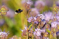 Buff-tailed bumble bee (Bombus terrestris) worker alighting on a Scorpionweed (Phacelia tancetifolia) flower in a conservation margin in order to feed, Hope Farm RSPB reserve, Cambridgeshire, England,...