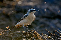 Adult male Northern wheatear (Oenanthe oenanthe) in spring plumage feeding on flies from a manure pile, Hertfordshire, England, UK, April