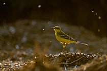 Adult male Yellow wagtail (Motacilla flava flavissima) in spring plumage feeding on flies from a manure pile, Hertfordshire, England, UK, April