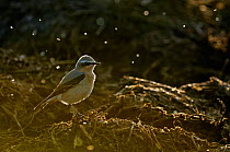 Adult male Northern wheatear (Oenanthe oenanthe) in spring plumage feeding on flies from a manure pile, backlit, Hertfordshire, England, UK, April