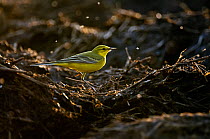 Adult male Yellow wagtail (Motacilla flava flavissima) in spring plumage feeding on flies from a manure pile, Hertfordshire, England, UK, April