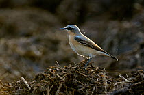 Adult male Northern wheatear (Oenanthe oenanthe) in spring plumage standing on a manure pile looking for food, Hertfordshire, England, UK, April