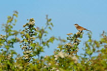 Common whitethroat (Sylvia communis) singing, perched in the top of a flowering Hawthorn (Crataegus monogyna) hedge, Norfolk, England, UK, May