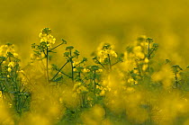 Oilseed rape (Brassica napus) in flower, Hertfordshire, England, UK, April