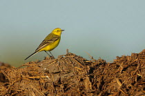 Adult male Yellow wagtail (Motacilla flava flavissima) in spring plumage standing on a manure pile, Hertfordshire, England, UK, April