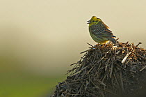 Yellowhammer (Emberiza citrinella) male perched on a manure pile, singing, Hertfordshire, England, UK, April