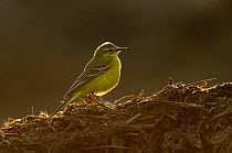Adult male Yellow wagtail (Motacilla flava flavissima) in spring plumage perched on a manure pile, Hertfordshire, England, UK, April