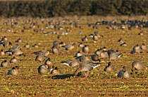Flock of Pink-footed geese (Anser brachyrhynchus) feeding on sugar beet tops and resting in a field, Norfolk, England, UK, December