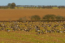 Flock of Pink-footed geese (Anser brachyrhynchus) feeding on sugar beet tops and resting in a field, Norfolk, England, UK, December