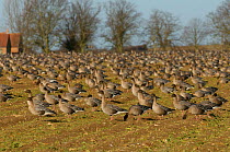 Flock of Pink-footed geese (Anser brachyrhynchus) feeding on sugar beet tops in a field, Norfolk, England, UK, December