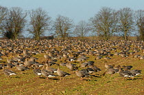 Flock of Pink-footed geese (Anser brachyrhynchus) feeding on sugar beet tops in a field, Norfolk, England, UK, December