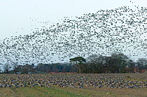 Large flock of Pink-footed geese (Anser brachyrhynchus) feeding on sugar beet tops and taking off from in a field, Norfolk, England, UK, December