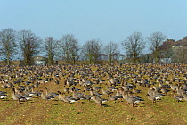 Large flock of Pink-footed geese (Anser brachyrhynchus) feeding on sugar beet tops in a field, Norfolk, England, UK, December