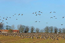 Large flock of Pink-footed geese (Anser brachyrhynchus) feeding on sugar beet tops in a field, Norfolk, England, UK, December