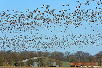 Large flock of Pink-footed geese (Anser brachyrhynchus) in flight over farmland, Norfolk, England, UK, December
