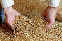 A farmer lifting wheat grain into his hands for inspection in the grain store at Hope Farm RSPB reserve, Cambridgeshire, England, UK, August