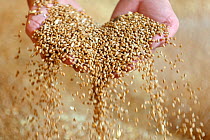 Wheat grain running through hands in the grain store at Hope Farm RSPB reserve, Cambridgeshire, England, UK, August. Did you know? Wheat was one of the first cultivated plants, which humans began farm...