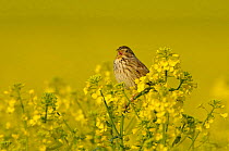 Corn bunting (Milaria calandra) singing in a field of Oilseed rape (Brassica napus), Hertfordshire, England, UK, April