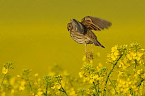 Corn bunting (Milaria calandra) taking flight from its perch in a field of Oilseed rape (Brassica napus),  Hertfordshire, England, UK, April