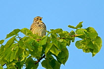 Corn bunting (Milaria calandra) perched in a hedgerow, singing, Hertfordshire, England, UK, April 2011