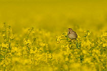 Corn bunting (Milaria calandra) perched in a field of Oilseed rape (Brassica napus), Hertfordshire, England, UK, April