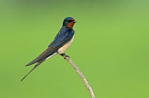 Barn swallow (Hirundo rustica), Hertfordshire, England, UK, May