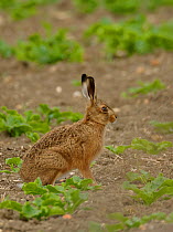 European hare (Lepus europaeus) in field with brassica crop, Hertfordshire, England, UK, May