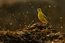 Adult male Yellow wagtail (Motacilla flava flavissima) in spring plumage feeding on flies from a manure pile, Hertfordshire, England, UK, April 2011