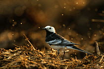Adult male Pied wagtail (Motacilla alba yarrellii) in spring plumage perched on a manure heap, backlit, Hertfordshire, England, UK, April