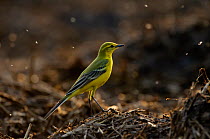 Adult male Yellow wagtail (Motacilla flava flavissima) in spring plumage perched on a manure pile, Hertfordshire, England, UK, April 2011