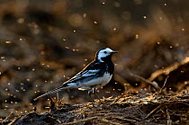 Adult male Pied wagtail (Motacilla alba yarrellii) in spring plumage perched on a manure heap, backlit, Hertfordshire, England, UK, April