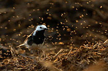 Adult male Pied wagtail (Motacilla alba yarrellii) in spring plumage perched on a manure heap, backlit whilst feeding on flies, Hertfordshire, England, UK, April