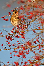 Portrait of a Redwing (Turdus iliacus) perched in a Hawthorn (Crataegus monogyna) tree laden with berries in winter, Cambridgeshire, England, UK, December