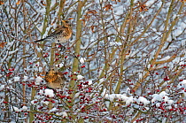 Two Fieldfares (Turdus pilaris) perched in a Hawthorn (Crataegus monogyna) tree with berries in a winter hedgerow, Cambridgeshire, England, UK, December