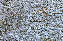 Redwing (Turdus iliacus) perched in a snow covered hedgerow, Cambridgeshire, England, UK, December