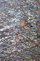 Woodpigeon (Columba palumbus) perched in a  snow covered  Hawthorn (Crataegus monogyna) hedgerow with berries, Cambridgeshire, England, UK, December