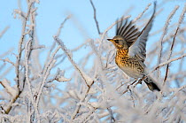 Fieldfare (Turdus pilaris) perched in a frosted winter hedgerow flapping wings, Cambridgeshire, England, UK, December