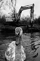 Monochrome image of a Mute Swan (Cygnus olor) cygnet, with digger in the background, Bradfield Nature Reserve, Berkshire, March 2011