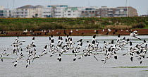 Flock of Avocets (Recurvirostra avosetta) flying in of Poole habour, with buildings in background, Brownsea Island, Dorset, England, UK, September