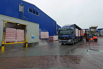 Boxes of frozen mackerel being loaded into a lorry for export at Shetland Catch fish processing factory, Lerwick, Shetland Islands, Scotland, UK, October 2011
