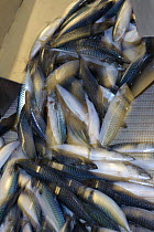 Atlantic mackerel (Scomber scombrus) on the processing line at the Shetland Catch pelagic fish factory, Lerwick, Shetland Islands, Scotland, UK, October 2011